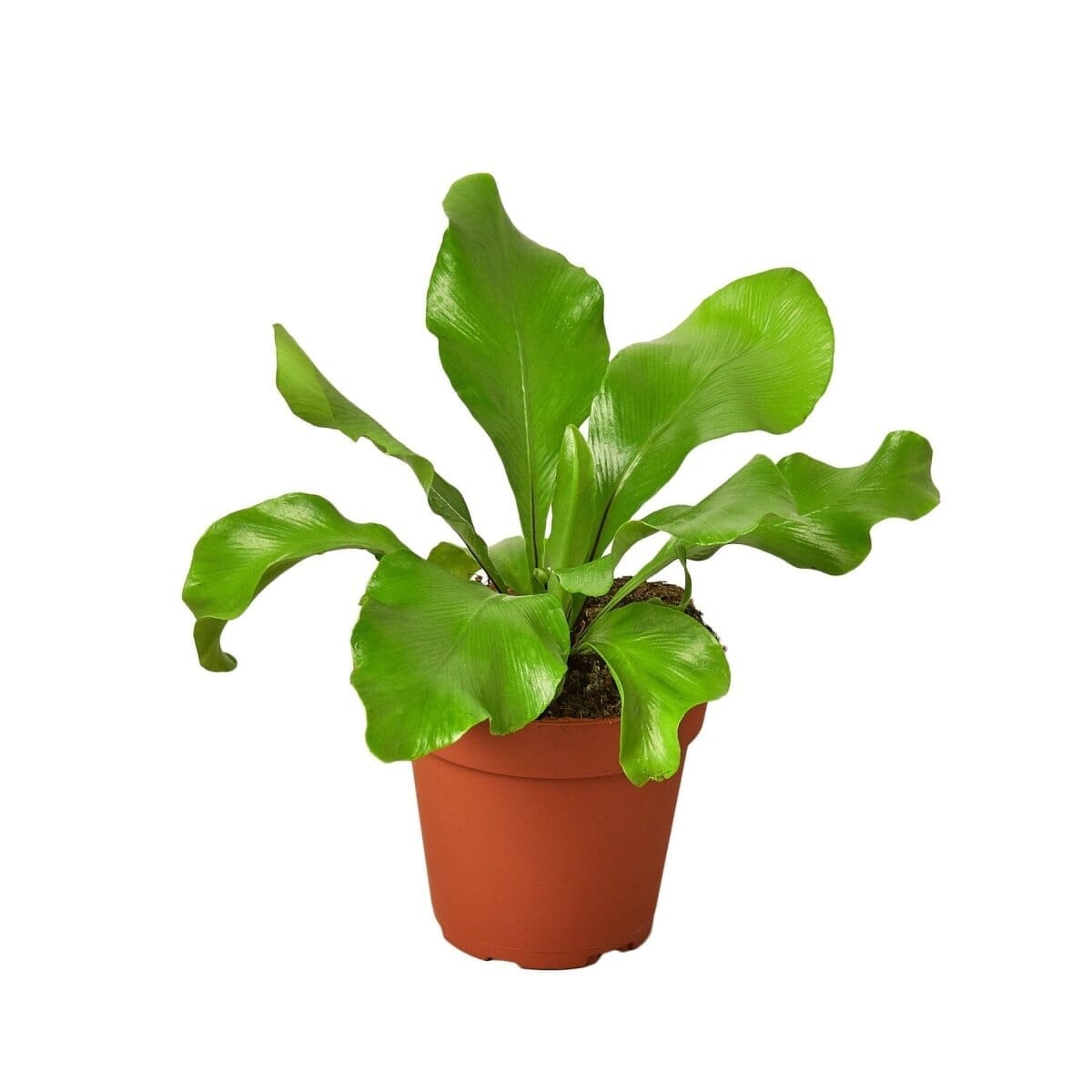 Bird's Nest 'Nidus' Fern-Indoor Plants-Trendy Gardener