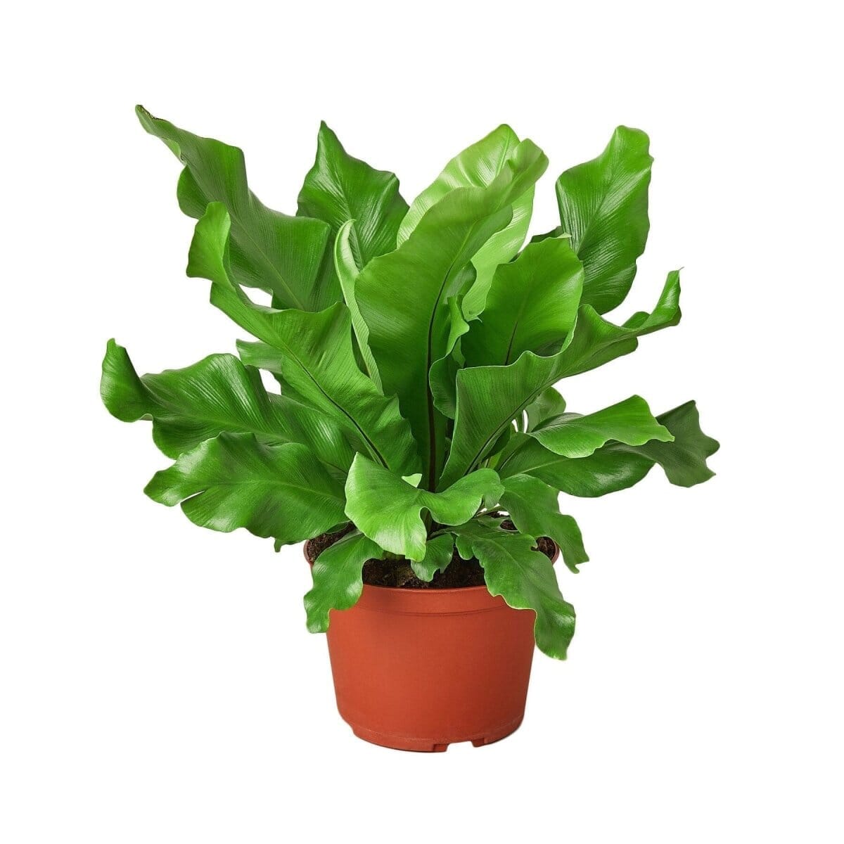 Bird's Nest 'Nidus' Fern-Indoor Plants-Trendy Gardener