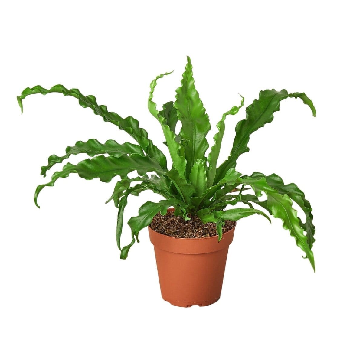 Bird’s Nest 'Victoria' Fern-Indoor Plants-Trendy Gardener