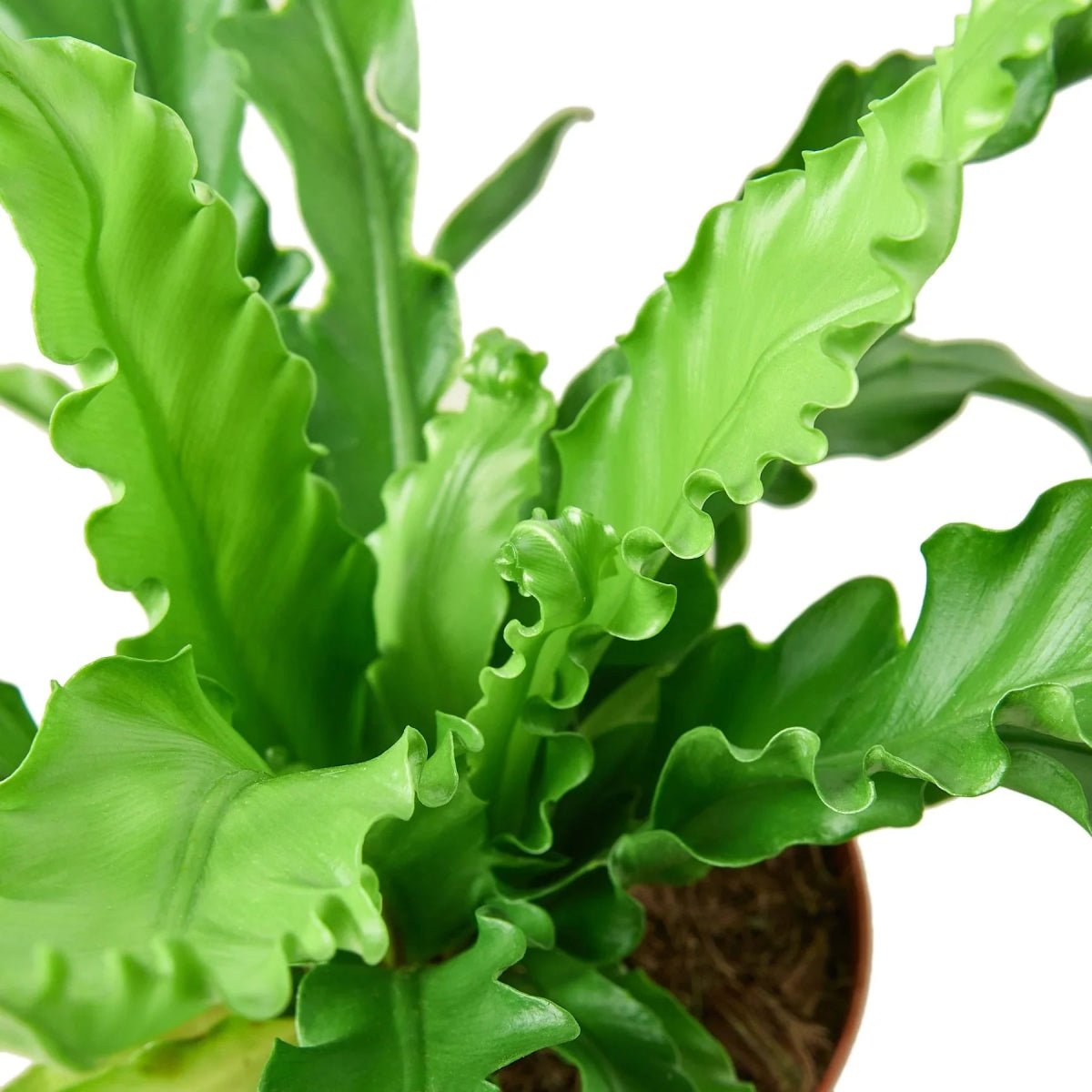 Bird’s Nest 'Victoria' Fern-Indoor Plants-Trendy Gardener