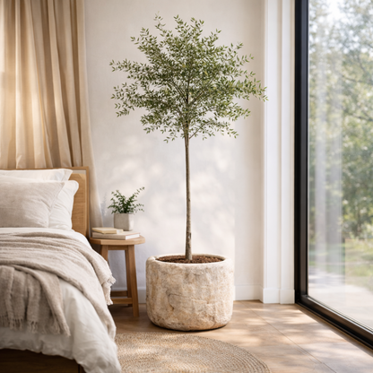 Statement Black Olive Tree in aged limestone planter with sculptural indoor styling