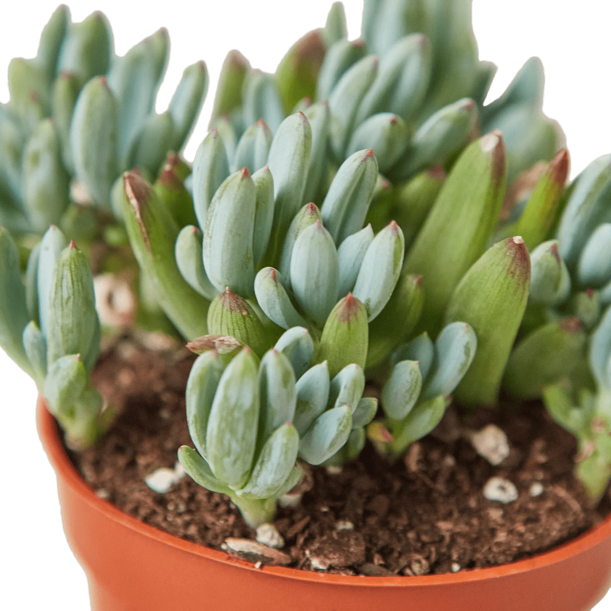 Blue Chalk Stick-Succulent-Trendy Gardener