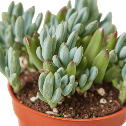 Blue Chalk Stick-Succulent-Trendy Gardener