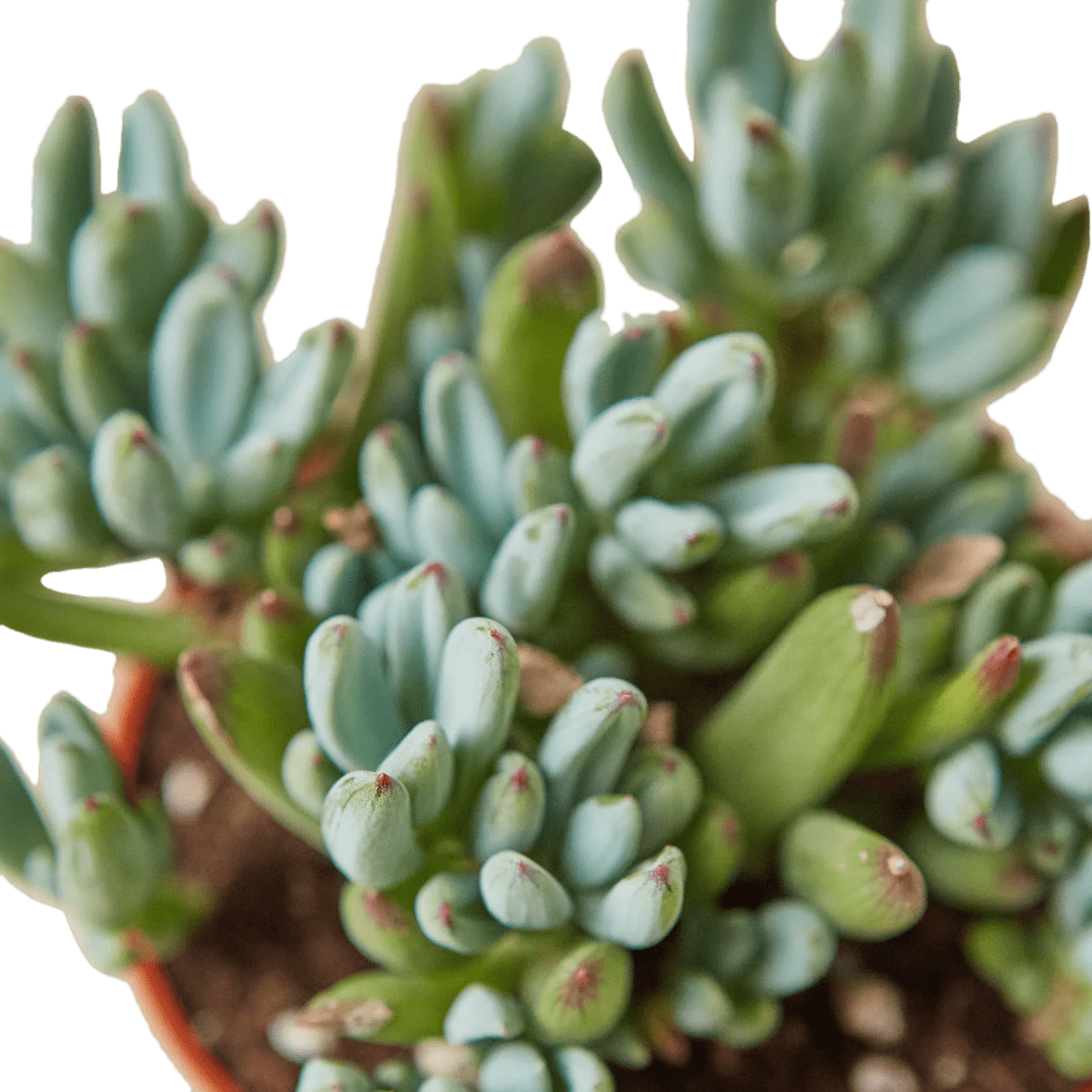 Blue Chalk Stick-Succulent-Trendy Gardener