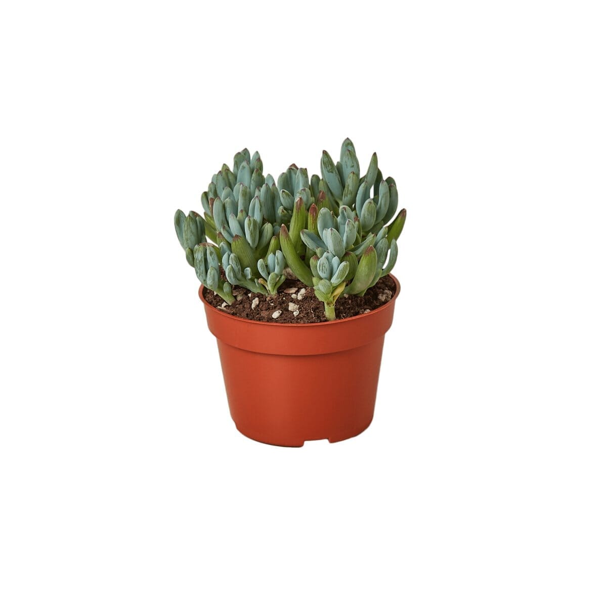 Blue Chalk Stick-Succulent-Trendy Gardener