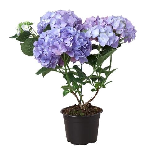 Blue Hydrangea-Indoor Plants-Trendy Gardener