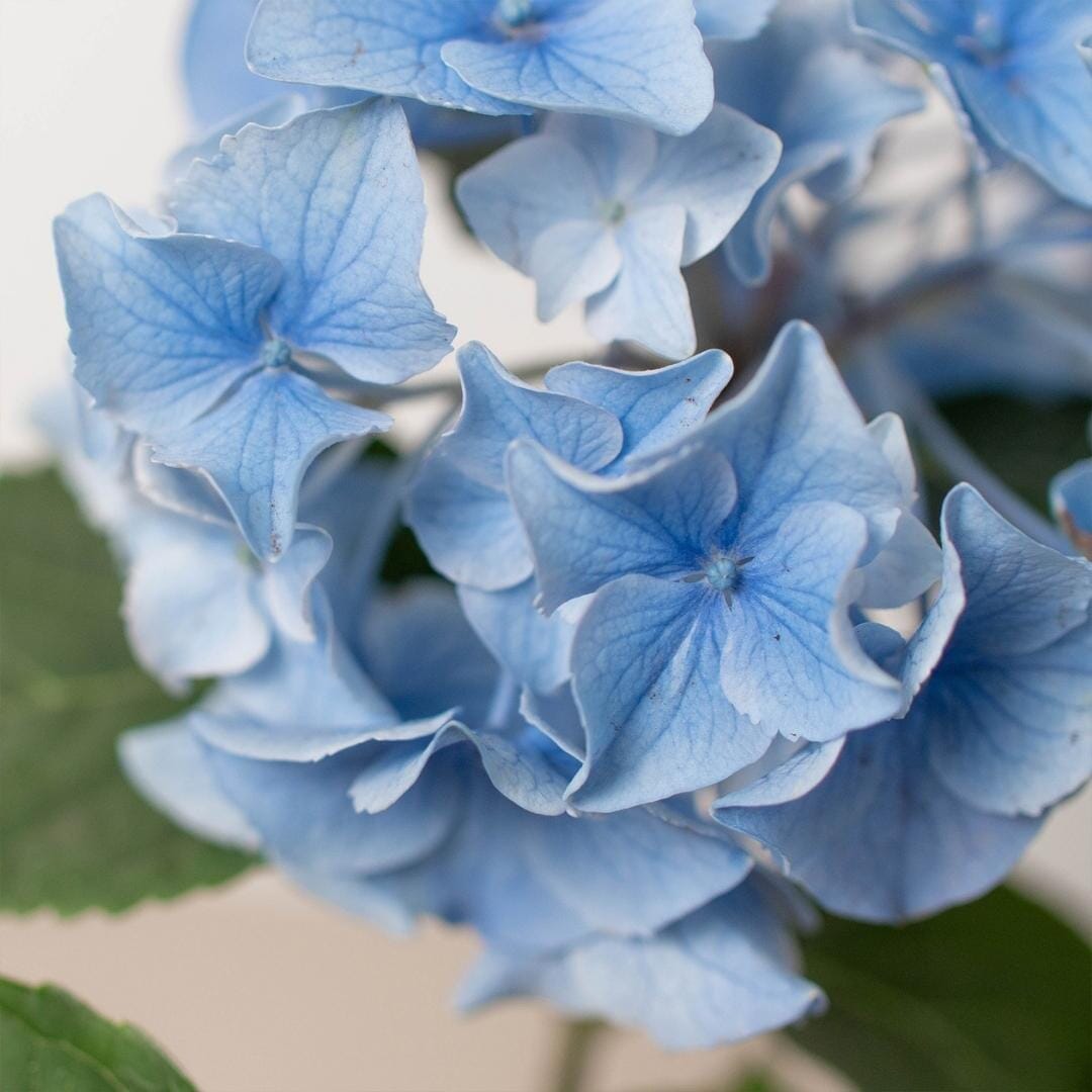 Blue Hydrangea-Indoor Plants-Trendy Gardener