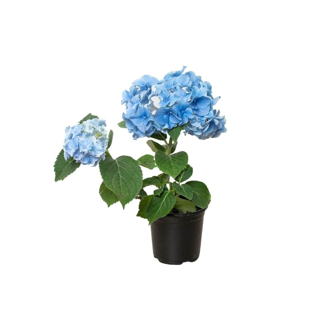 Blue Hydrangea-Indoor Plants-Trendy Gardener