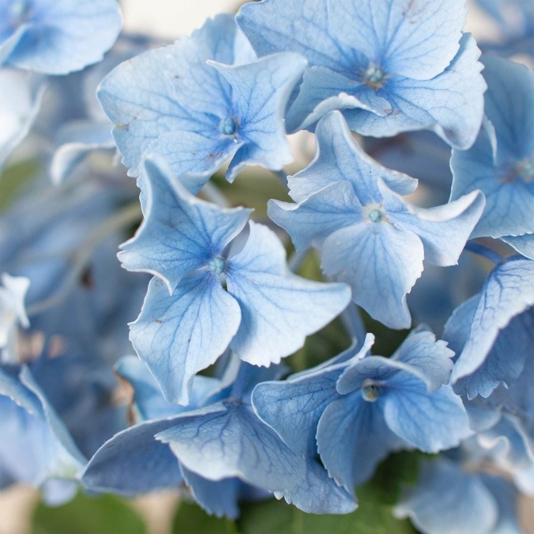 Blue Hydrangea-Indoor Plants-Trendy Gardener