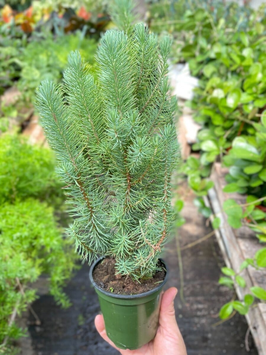 Blue Pine Trees-Indoor Plants-Trendy Gardener