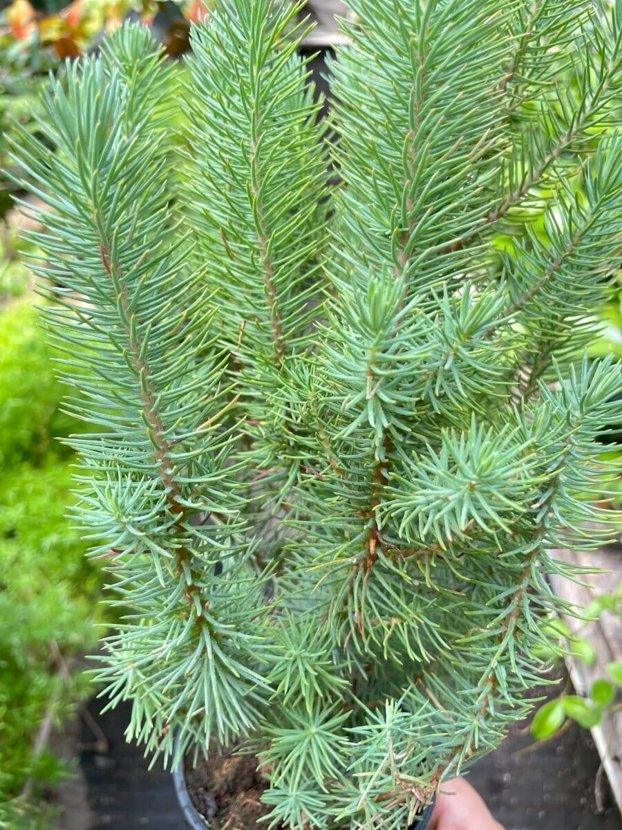 Blue Pine Trees-Indoor Plants-Trendy Gardener