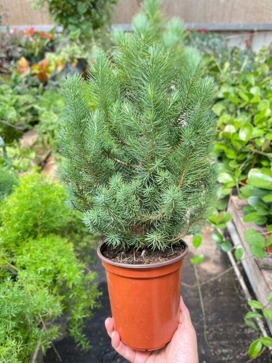 Blue Pine Trees-Indoor Plants-Trendy Gardener