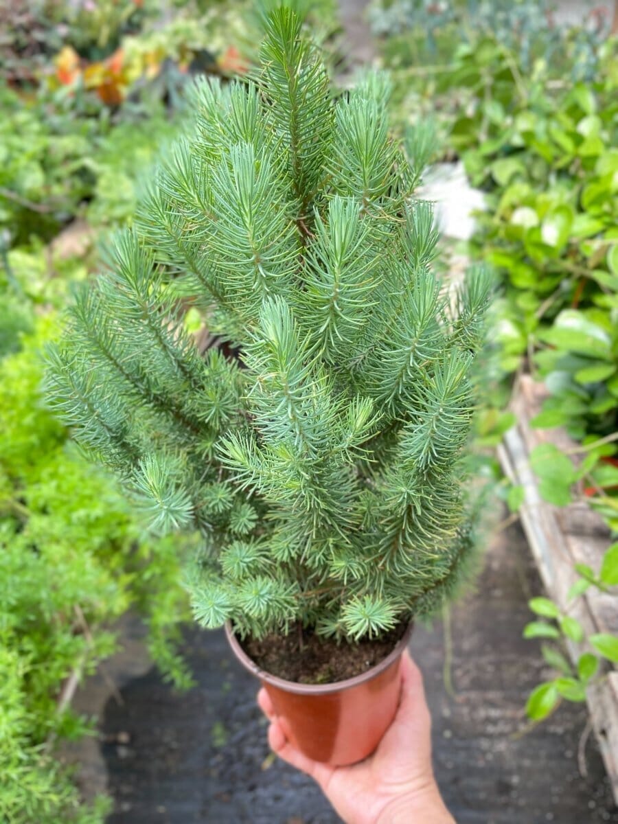 Blue Pine Trees-Indoor Plants-Trendy Gardener