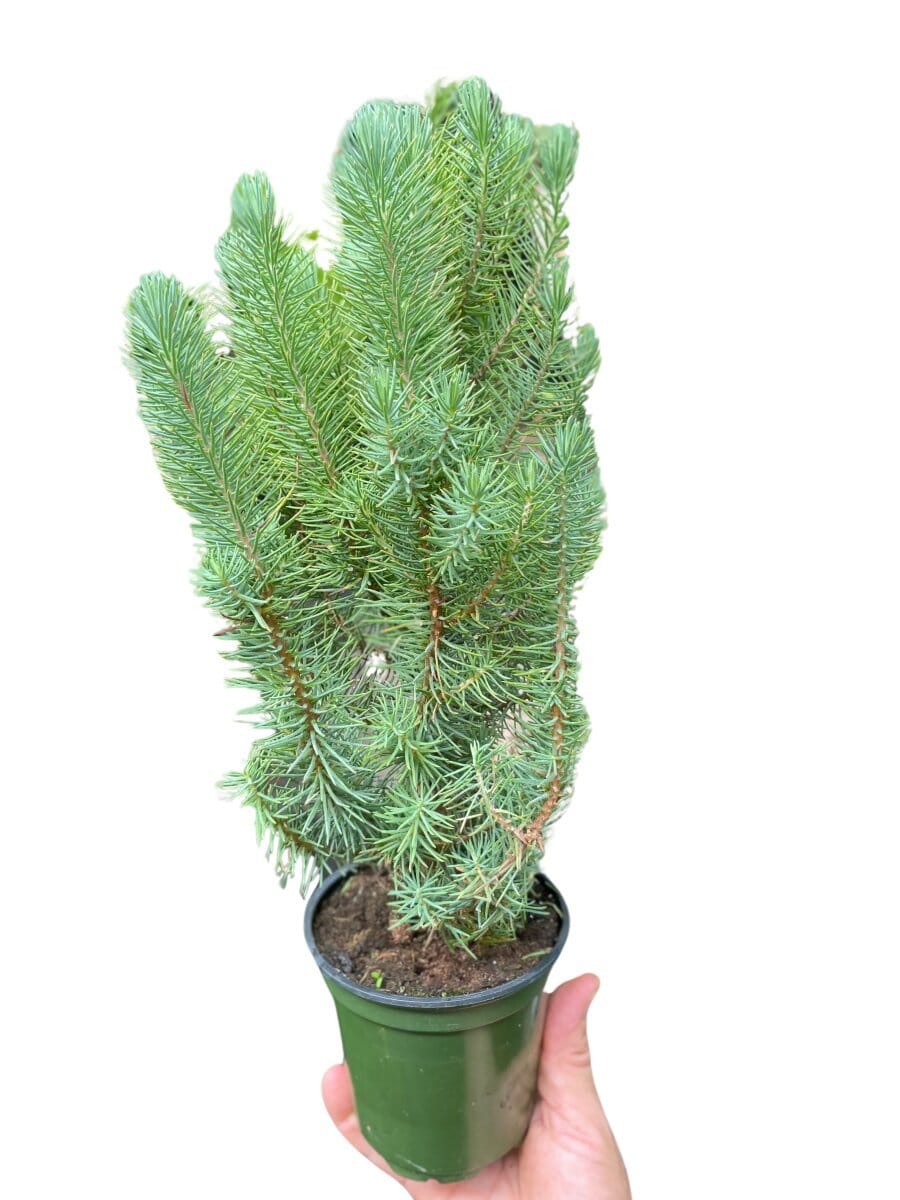 Blue Pine Trees-Indoor Plants-Trendy Gardener
