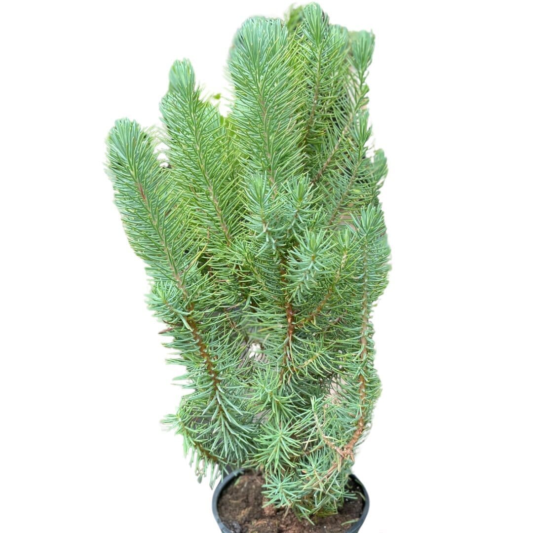 Blue Pine Trees-Indoor Plants-Trendy Gardener