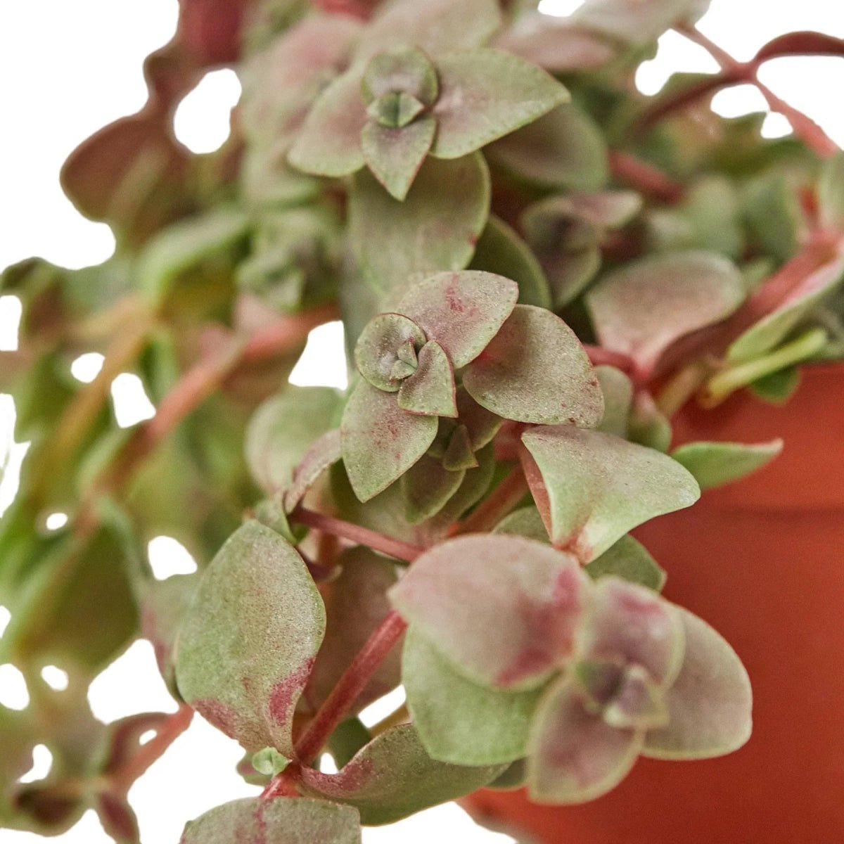 Bolivian Wandering Dude-Succulent-Trendy Gardener