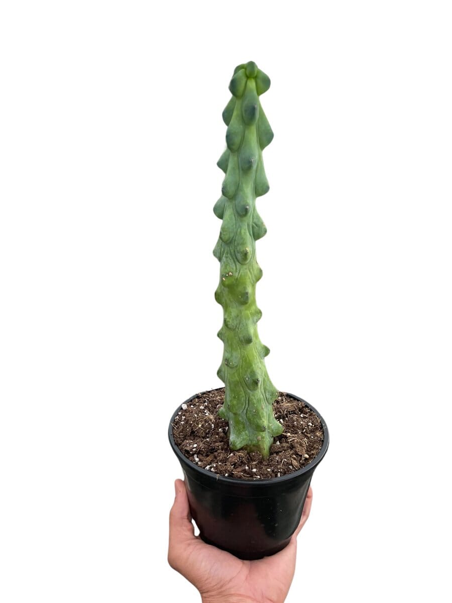 Boobie Cactus-Indoor Plants-Trendy Gardener