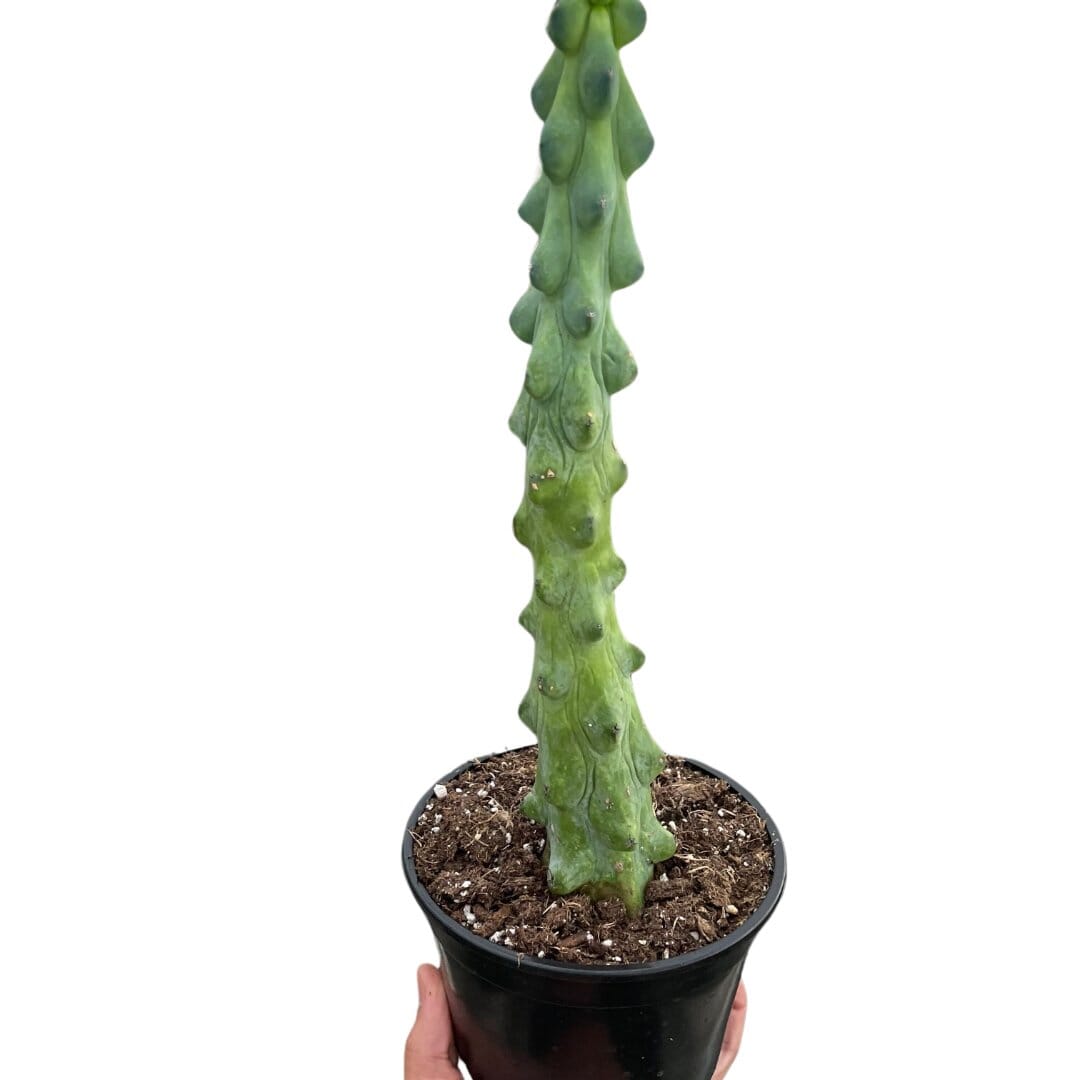 Boobie Cactus-Indoor Plants-Trendy Gardener