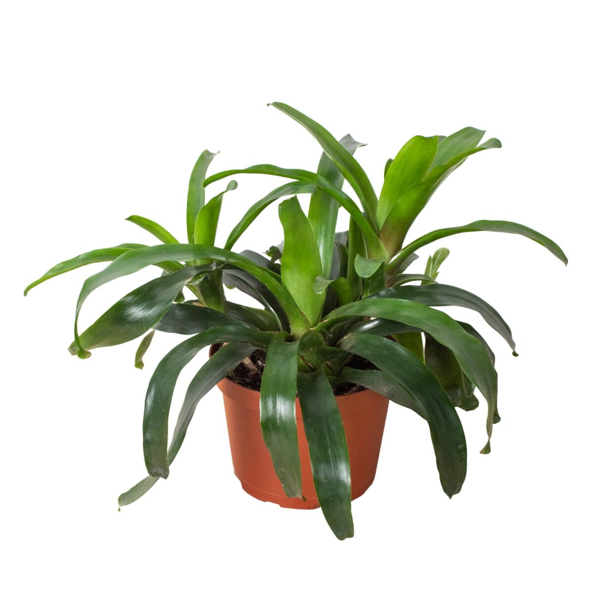 Bromeliad Bossanoa - 6" Pot-Indoor Plants-Trendy Gardener