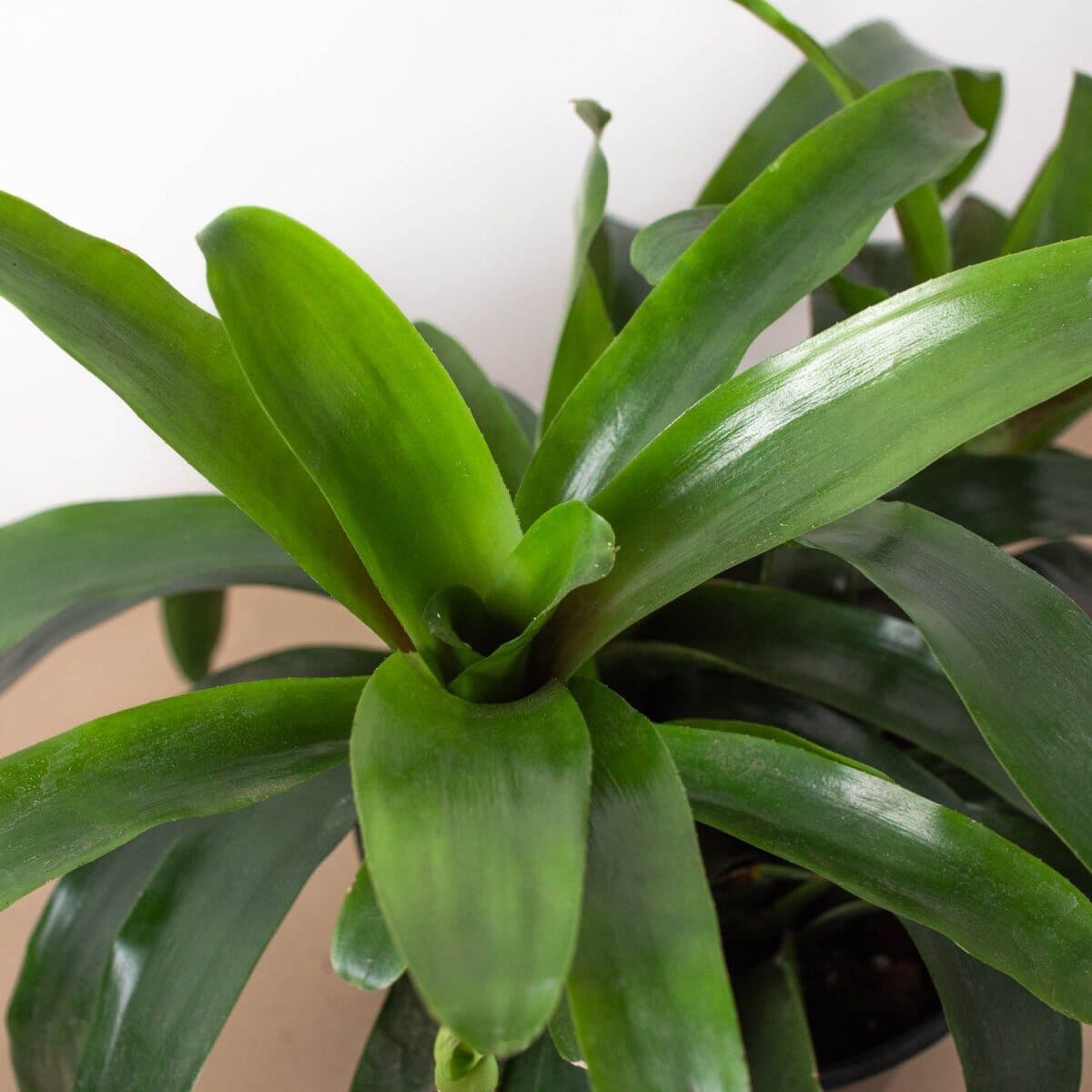 Bromeliad Bossanoa - 6" Pot-Indoor Plants-Trendy Gardener