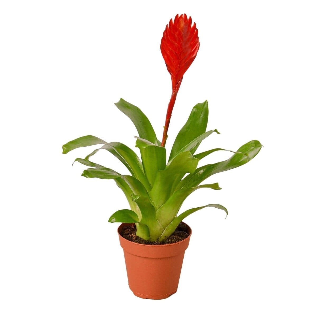 Bromeliad Christiane-Indoor Plants-Trendy Gardener