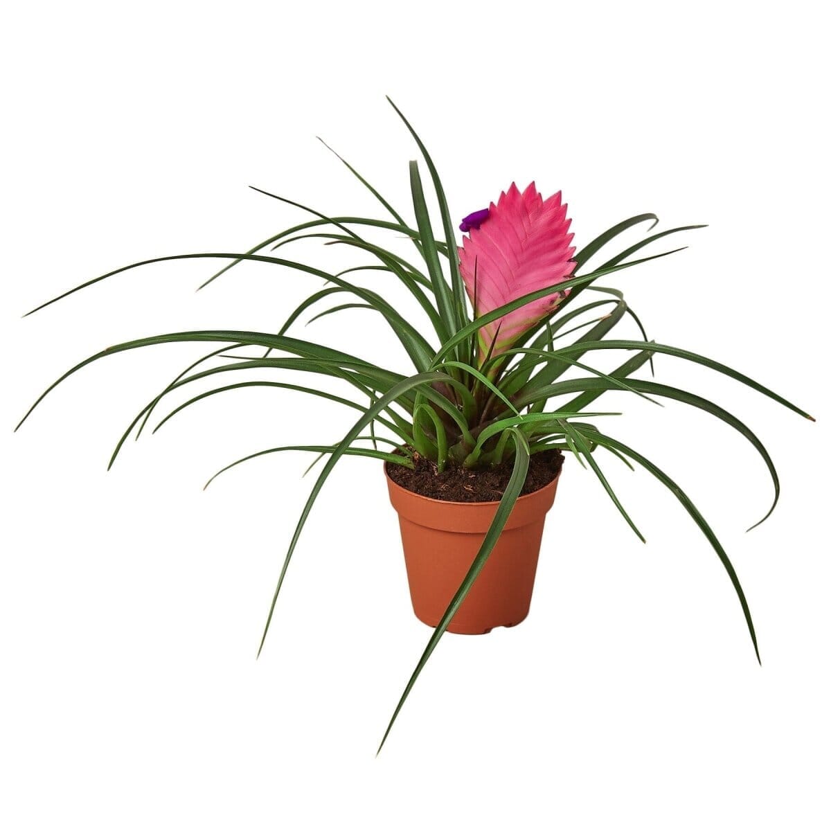 Bromeliad Cyanea 'Pink Quill'-Indoor Plants-Trendy Gardener