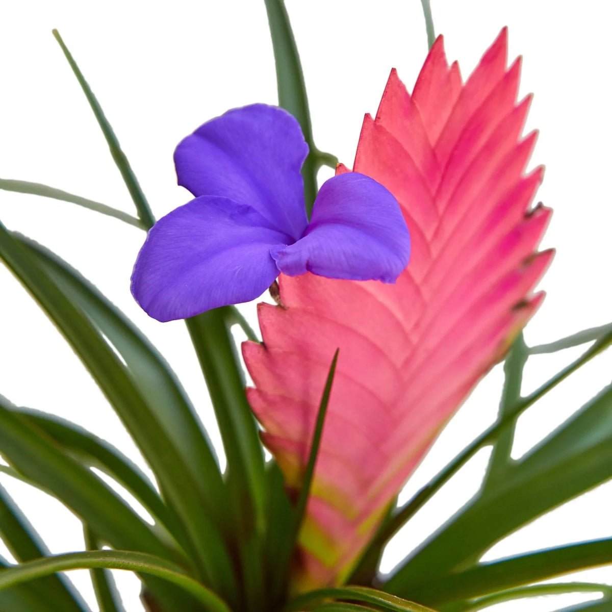 Bromeliad Cyanea 'Pink Quill'-Indoor Plants-Trendy Gardener