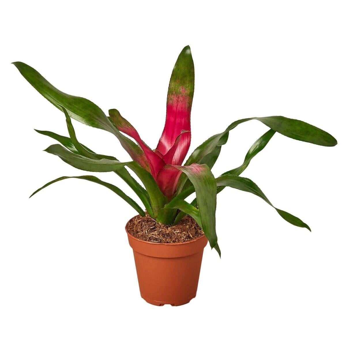 Bromeliad 'Donna'-Indoor Plants-Trendy Gardener