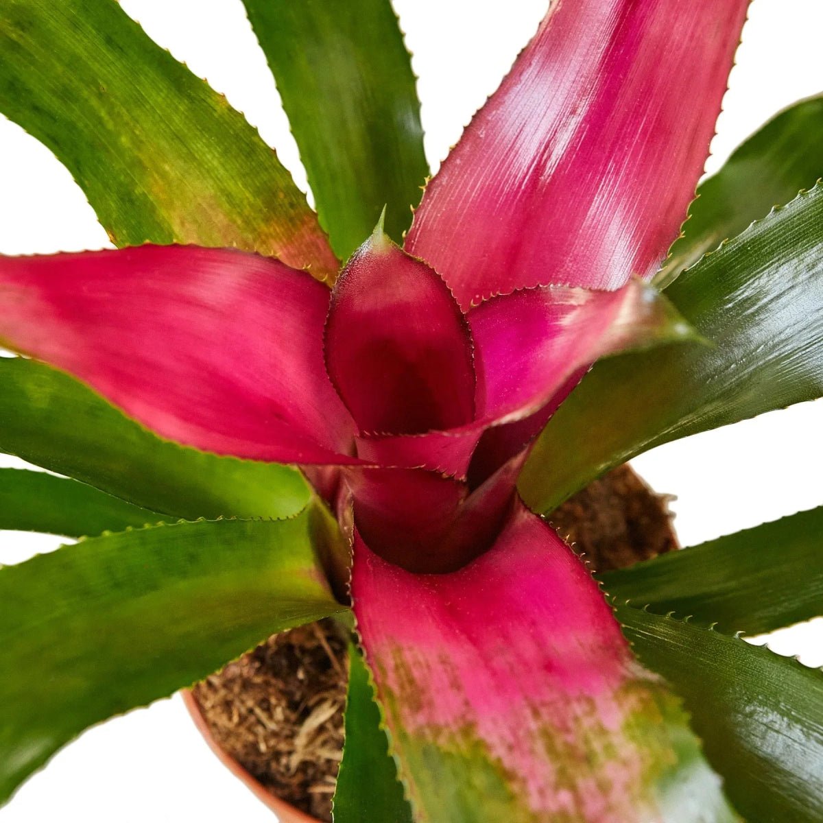 Bromeliad 'Donna'-Indoor Plants-Trendy Gardener