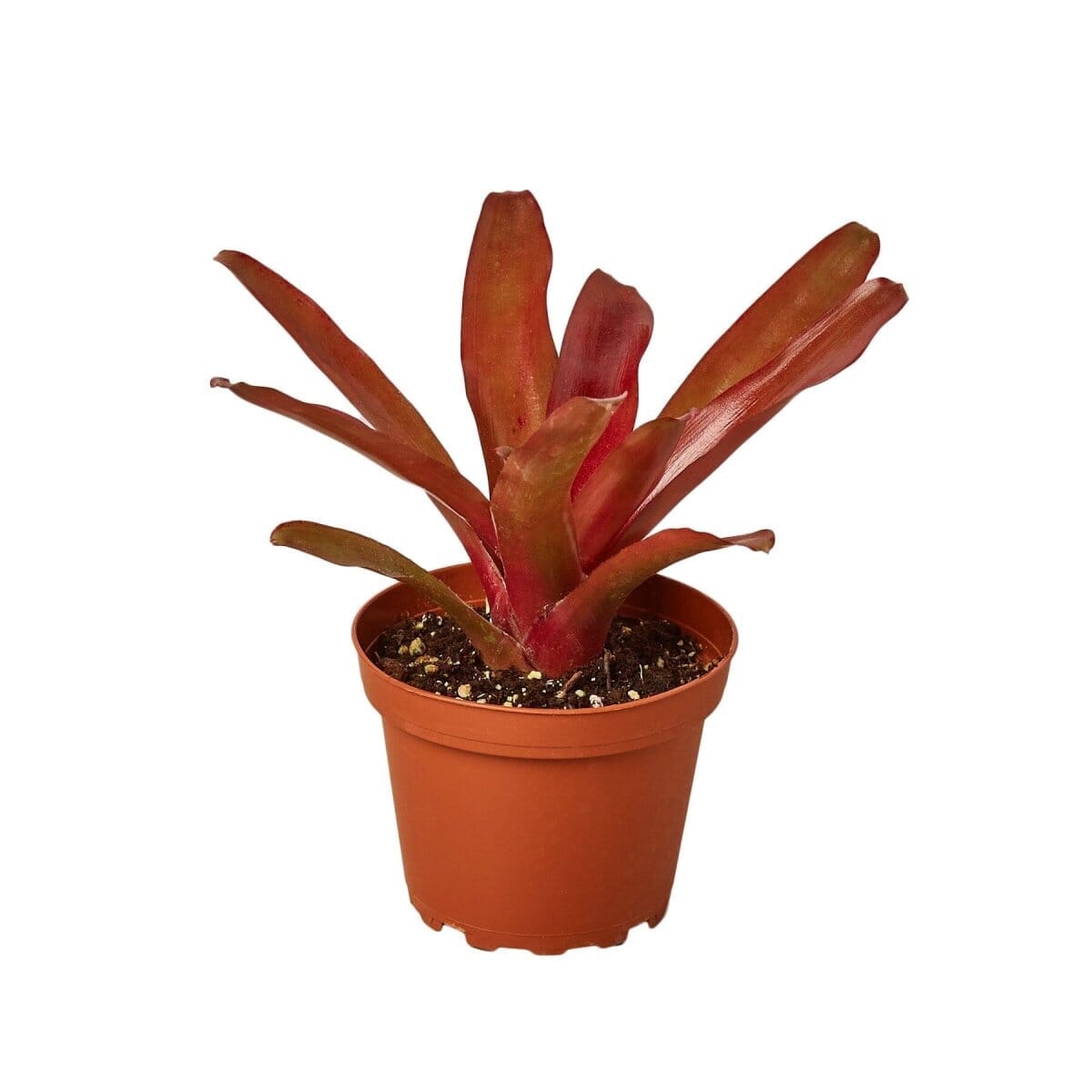 Bromeliad 'Fireball'-Indoor Plants-Trendy Gardener