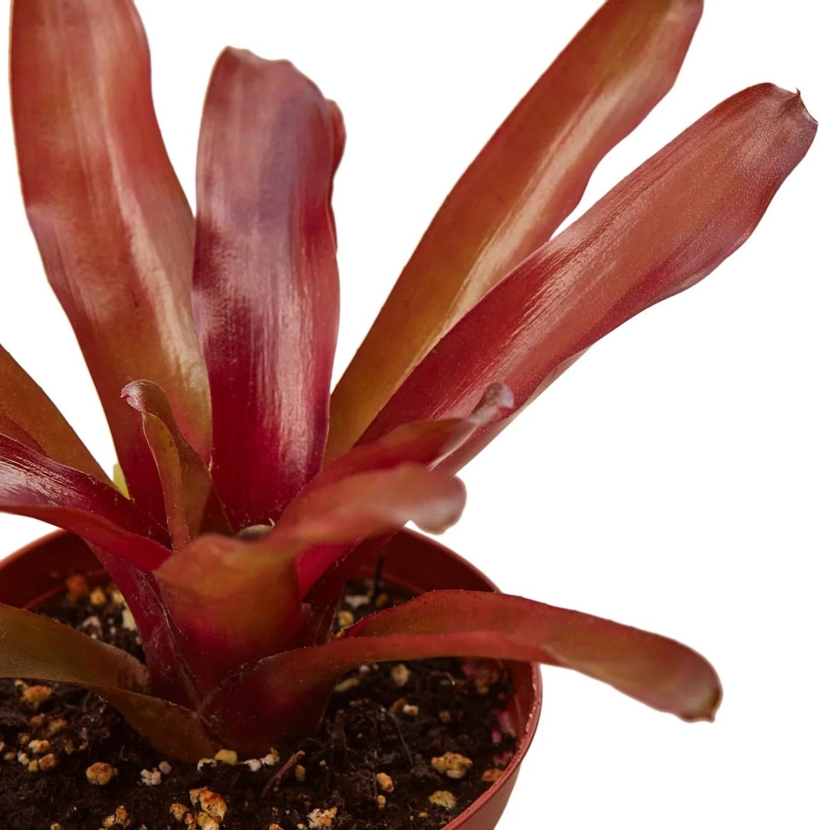 Bromeliad 'Fireball'-Indoor Plants-Trendy Gardener