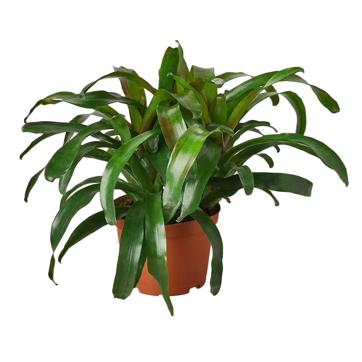 Bromeliad 'Fireball'-Indoor Plants-Trendy Gardener