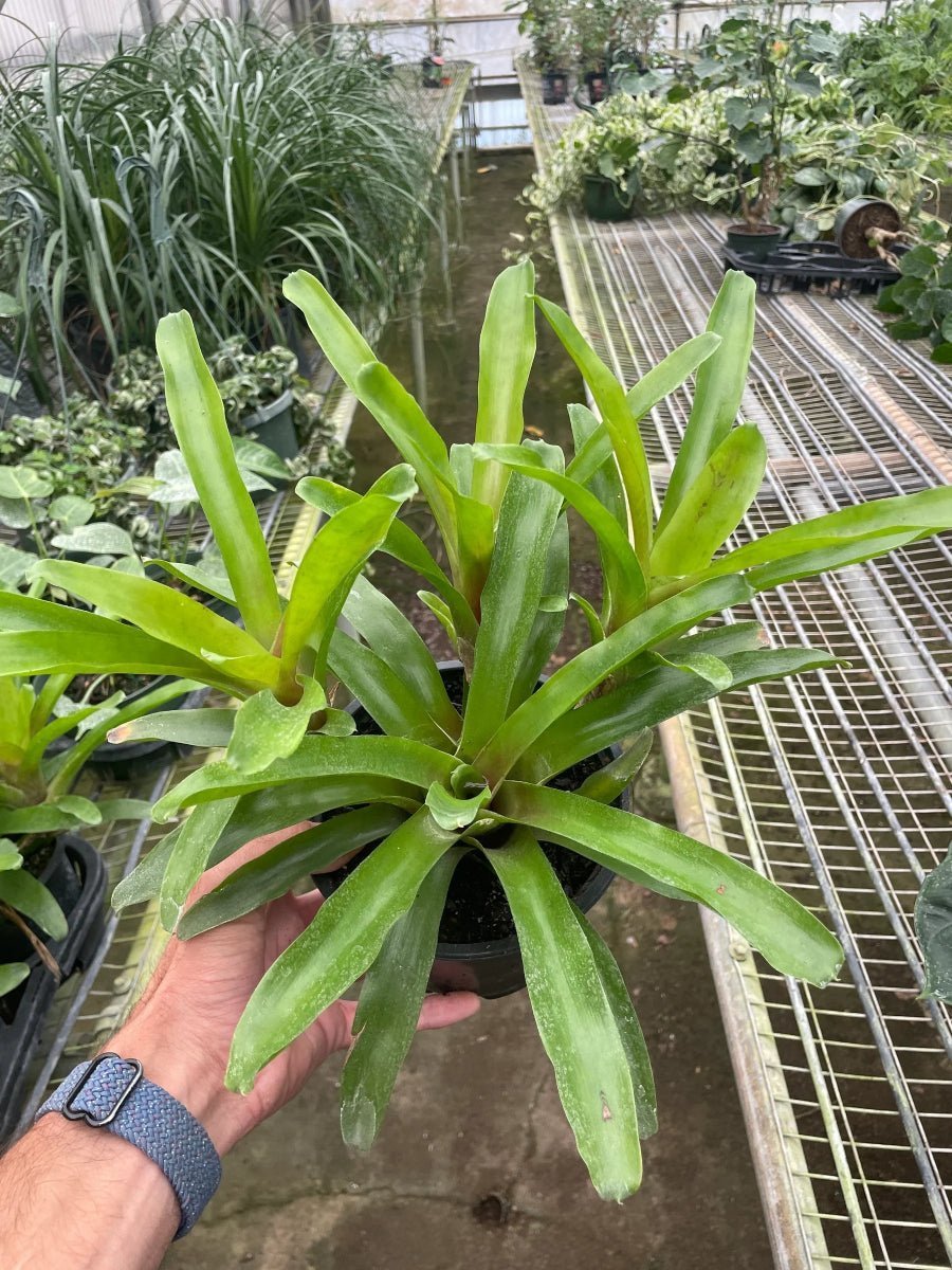 Bromeliad 'Fireball'-Indoor Plants-Trendy Gardener