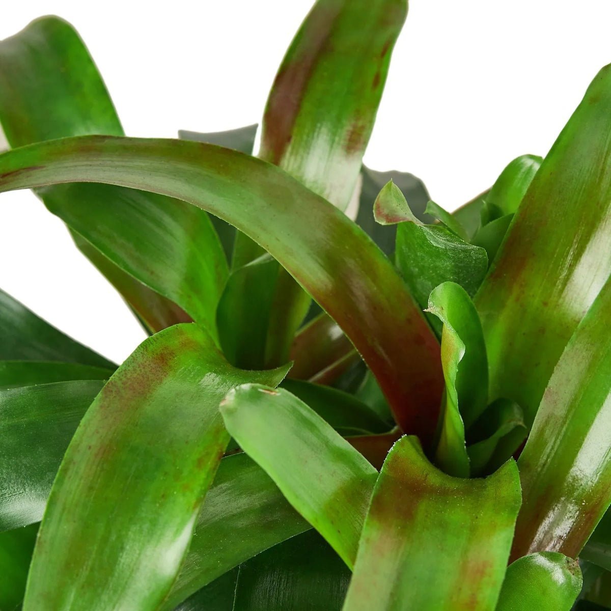 Bromeliad 'Fireball'-Indoor Plants-Trendy Gardener