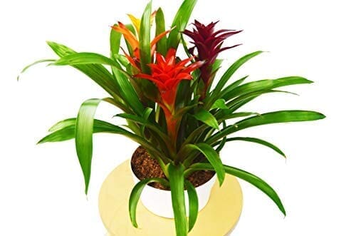 Bromeliad Guzmania 'Combo' - 8" Pot - Live House Plant-Indoor Plants-Trendy Gardener