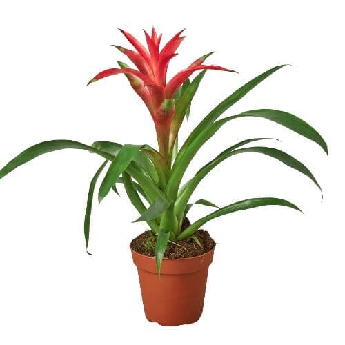 Bromeliad Guzmania 'Pink' - 4" Pot-Indoor Plants-Trendy Gardener