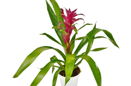 Bromeliad Guzmania 'Purple' - 4" Pot-Indoor Plants-Trendy Gardener