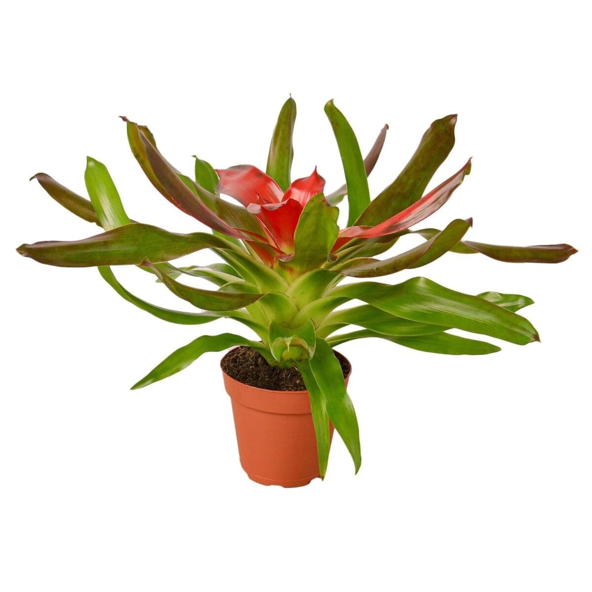 Bromeliad Medusa-Default-Trendy Gardener