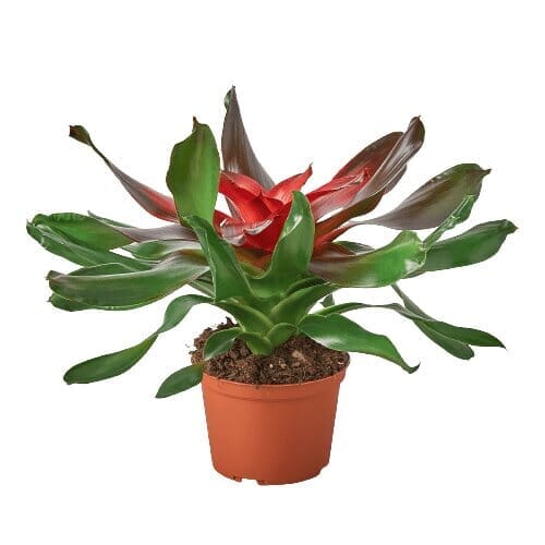 Bromeliad Medusa-Default-Trendy Gardener