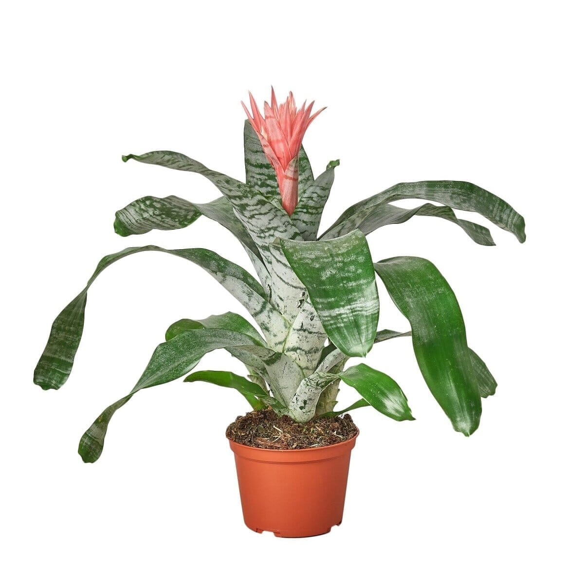 Bromeliad 'Silver Vase'-Indoor Plants-Trendy Gardener