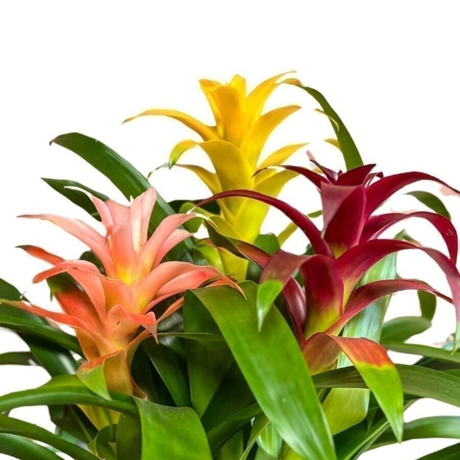 Bromeliad Trio Indoor Plants Trendy Gardener 