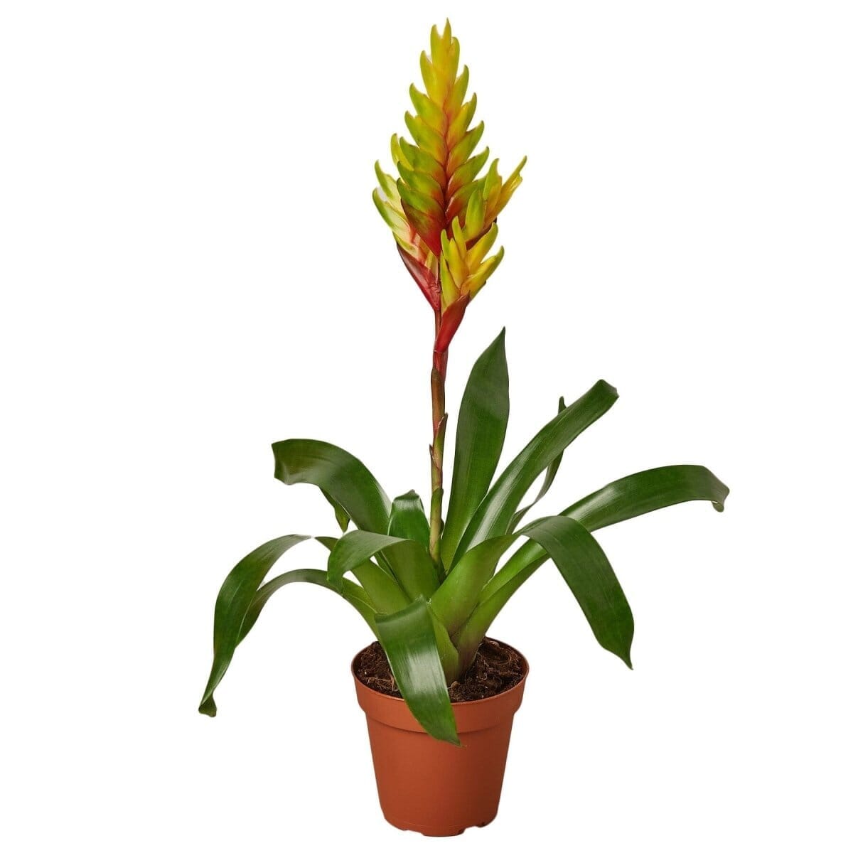 Bromeliad Vriesea 'Energy'-4" Plant-Trendy Gardener