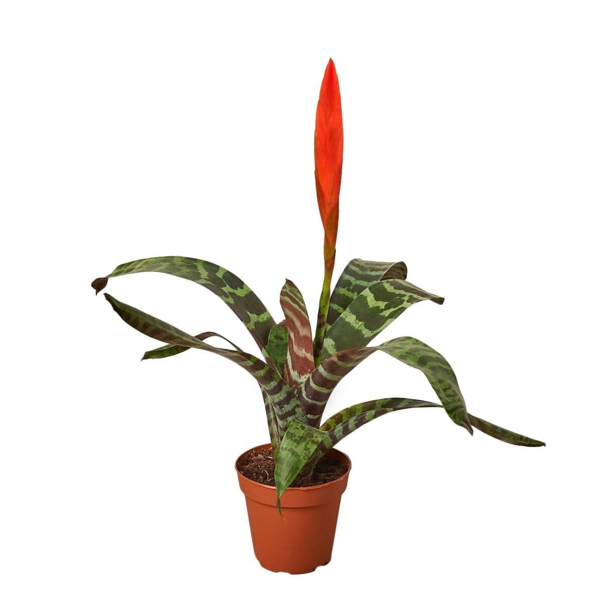 Bromeliad Vriesea 'Splenriet'-4" Plant-Trendy Gardener