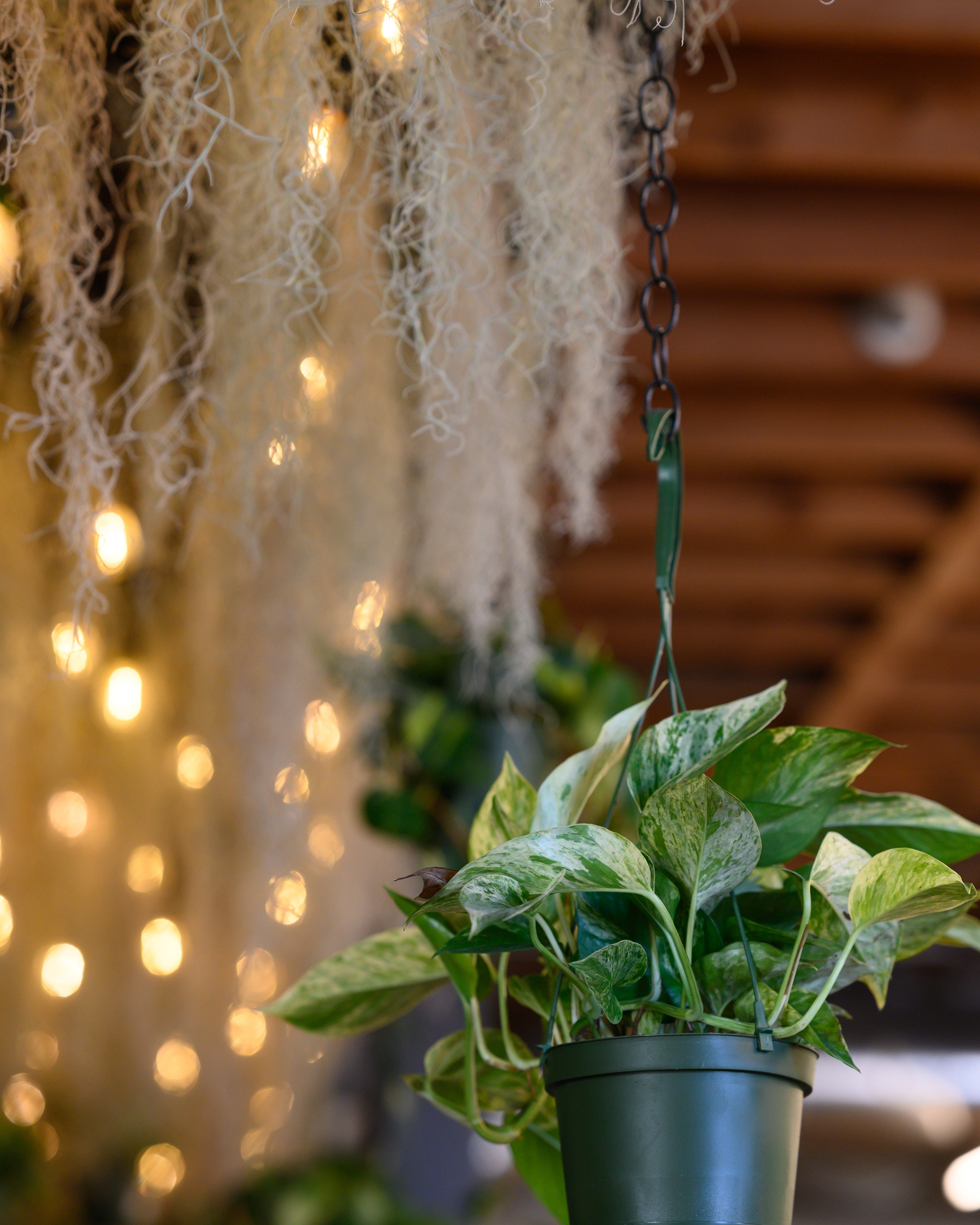 A bundle of Colombia Thick Spanish Moss strands displayed on a wooden surface, highlighting its thicker, more robust structure compared to traditional Spanish moss.