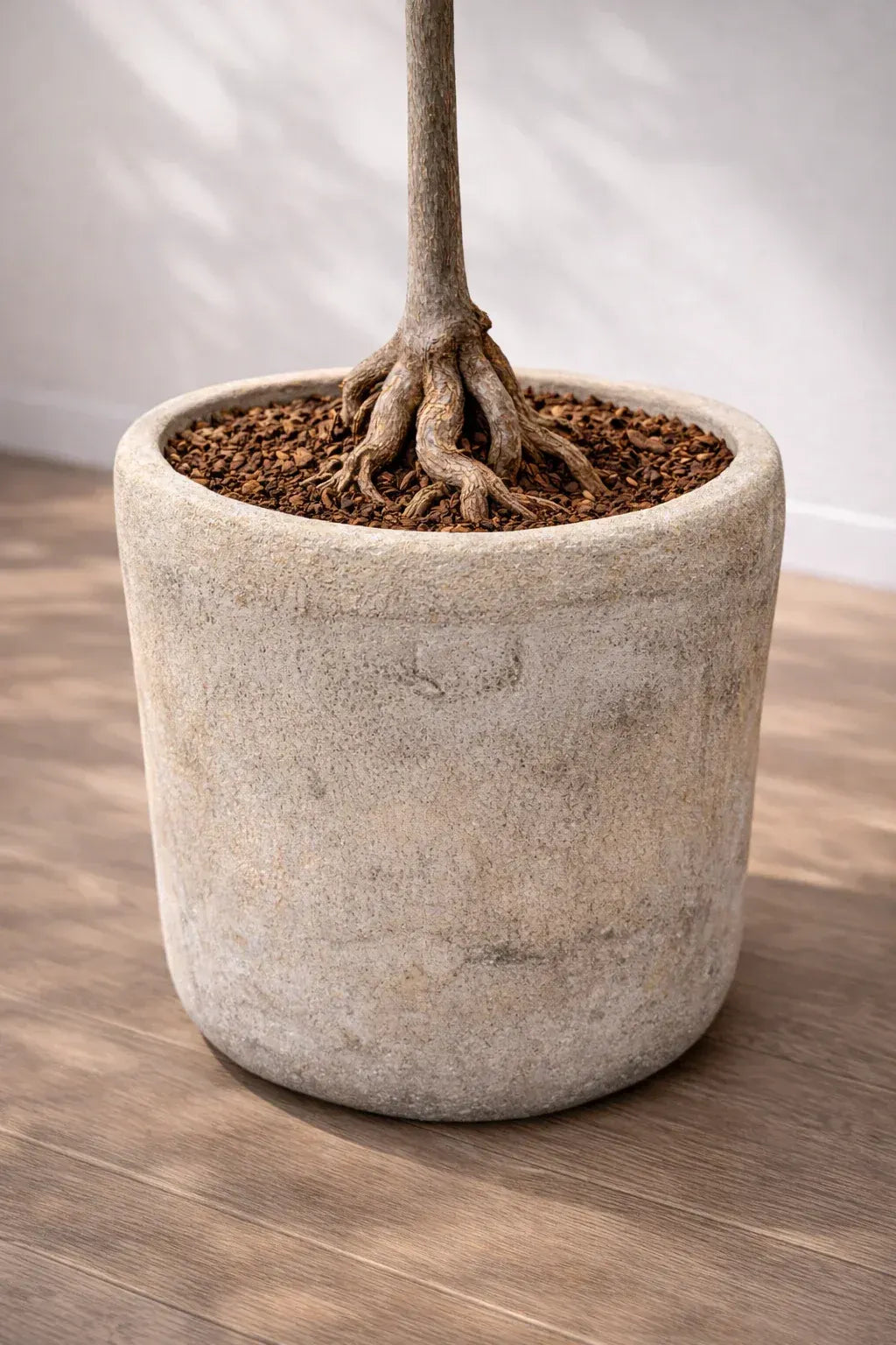 Close-up of tree trunk with exposed roots in a textured indoor planter on wood floor