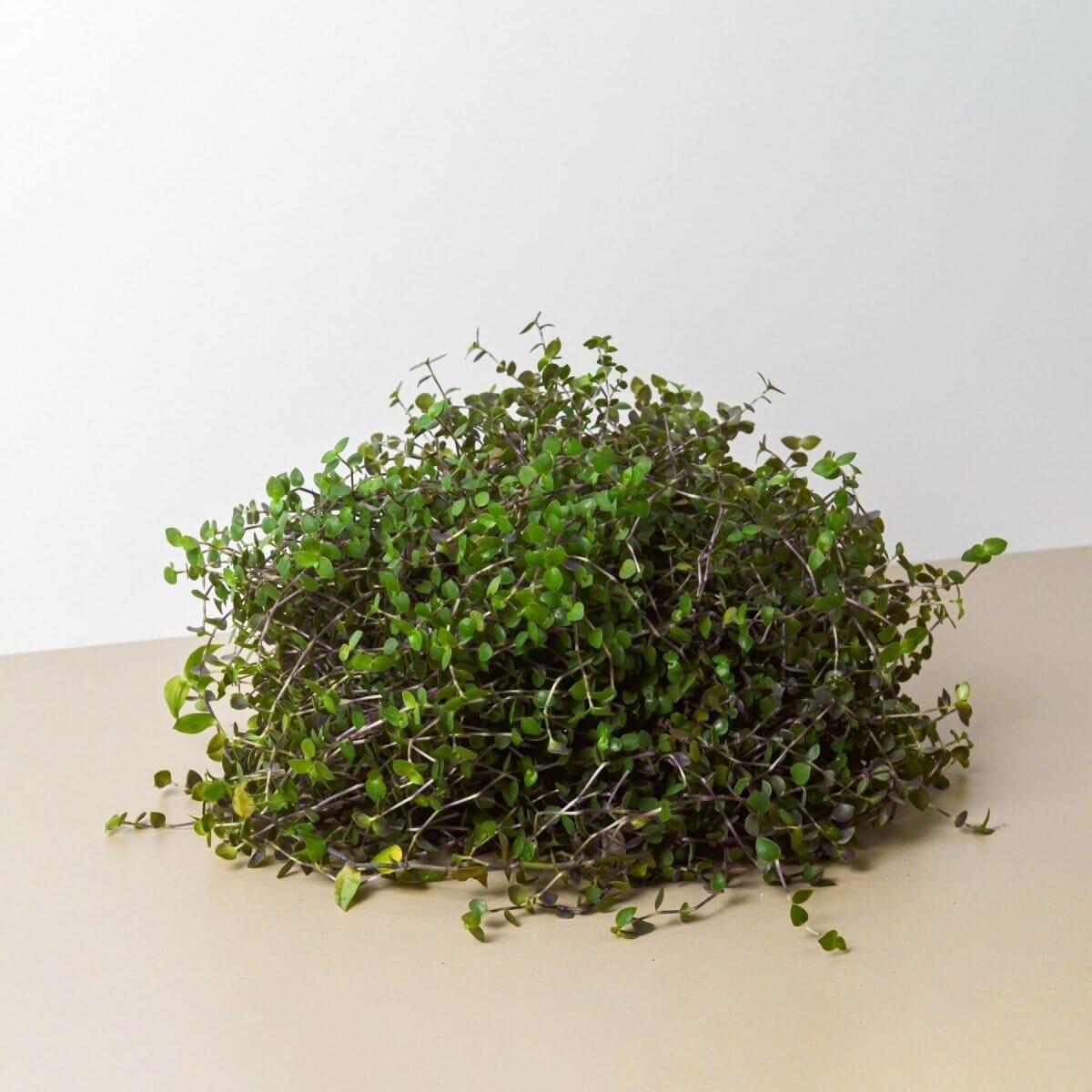 Calasia Repens-Indoor Plants-Trendy Gardener