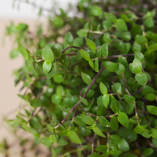 Calasia Repens-Indoor Plants-Trendy Gardener