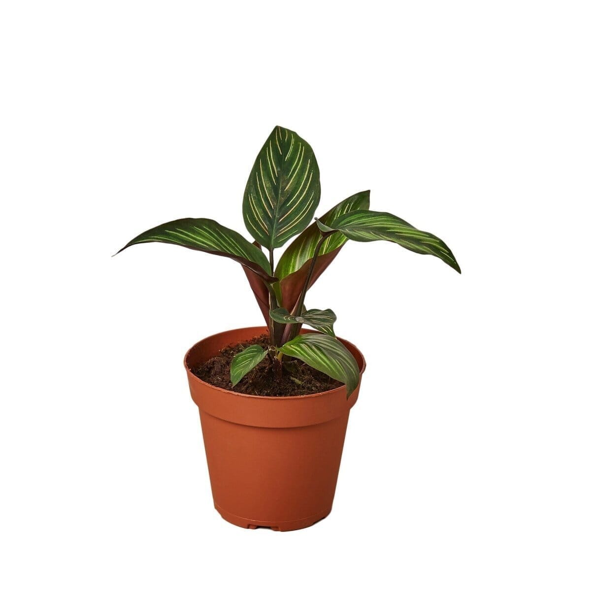 Calathea 'Beauty Star'-Indoor Plants-Trendy Gardener