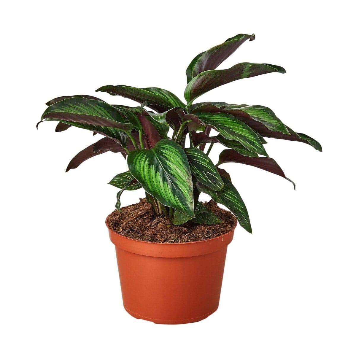 Calathea 'Beauty Star'-Indoor Plants-Trendy Gardener