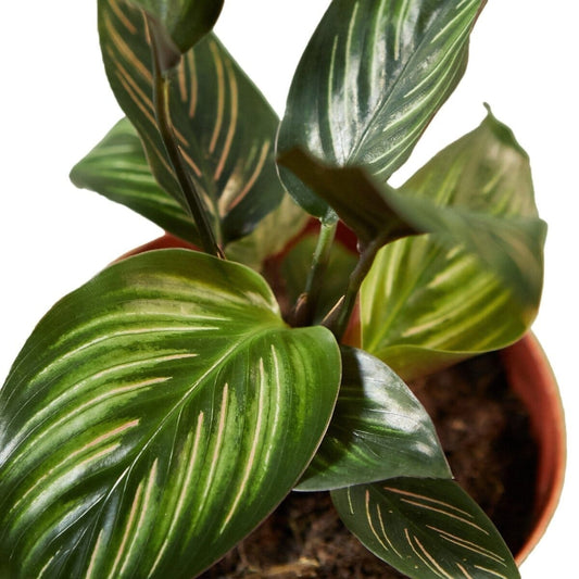 Calathea 'Beauty Star'-Indoor Plants-Trendy Gardener